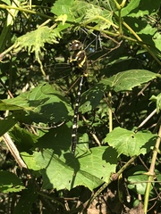 Macromia