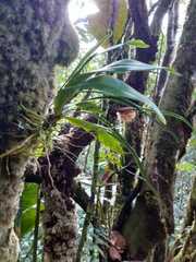 Angraecum zeylanicum