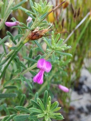 Indigofera sulcata