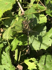 Macromia