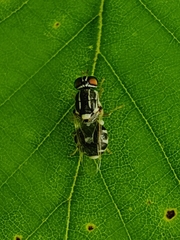 Oxycera albovittata