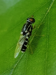 Oxycera albovittata
