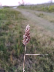 Tribolium hispidum