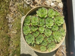 Sempervivum globiferum