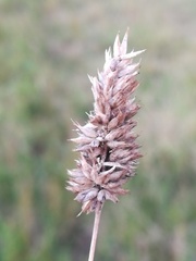 Tribolium hispidum