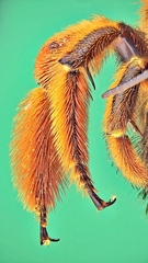 Xylocopa ruficeps