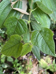 Passiflora menispermifolia