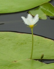 Nymphoides indica