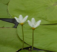Nymphoides indica