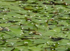 Nymphoides indica