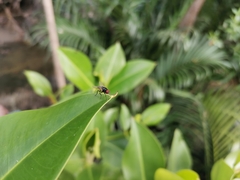 Chrysomya megacephala