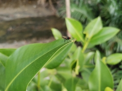 Chrysomya megacephala