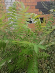 Rhus typhina