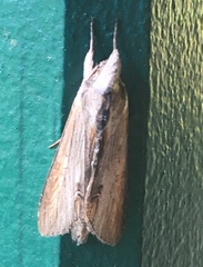 Cucullia convexipennis