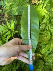 Passiflora ambigua