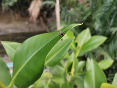 Chrysomya megacephala