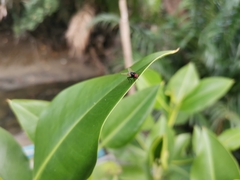 Chrysomya megacephala