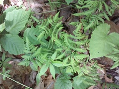Gymnocarpium dryopteris