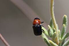 Cryptocephalus sanguinicollis