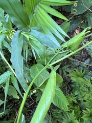 Passiflora ambigua