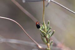 Cryptocephalus sanguinicollis