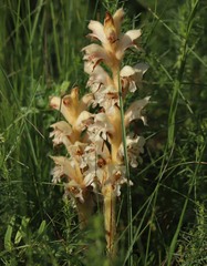 Orobanche caryophyllacea