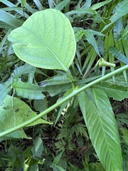 Passiflora ambigua