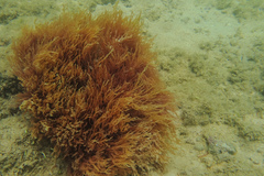 Halymeniaceae