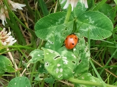 Coccinella septempunctata