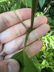 Passiflora ambigua