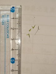 Poa takasagomontana
