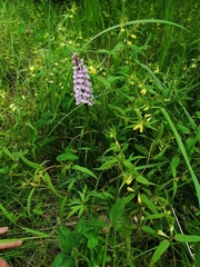 Dactylorhiza