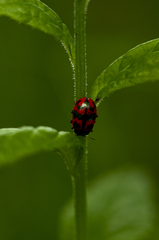 Chrysomela lapponica