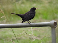 Turdus merula
