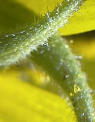 Helianthus resinosus