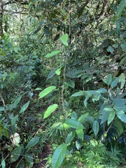 Passiflora ambigua