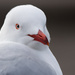 Red-billed Gull - Photo (c) Finn Davey, some rights reserved (CC BY-NC), uploaded by Finn Davey