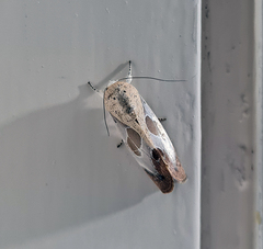 Westermannia superba