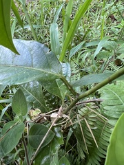 Passiflora ambigua