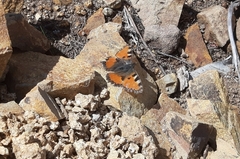 Aglais ichnusa