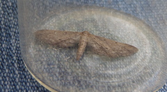 Idaea longaria