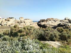 Salicornia littorea