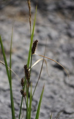 Carex crawei