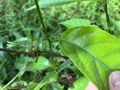 Passiflora ambigua