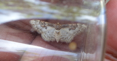 Idaea mustelata