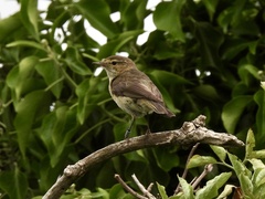 Phylloscopus collybita
