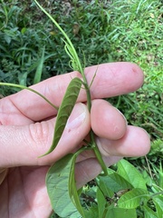 Passiflora ambigua