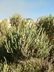 Salicornia littorea