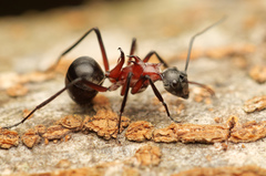 Polyrhachis bihamata