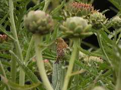 Chloris chloris